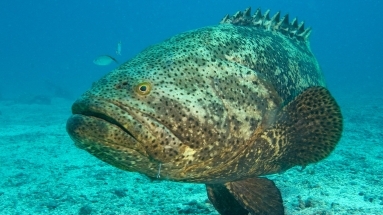 Discover Hidden Gems: The Most Beautiful Islands Near Miami You Can Reach by Yacht image